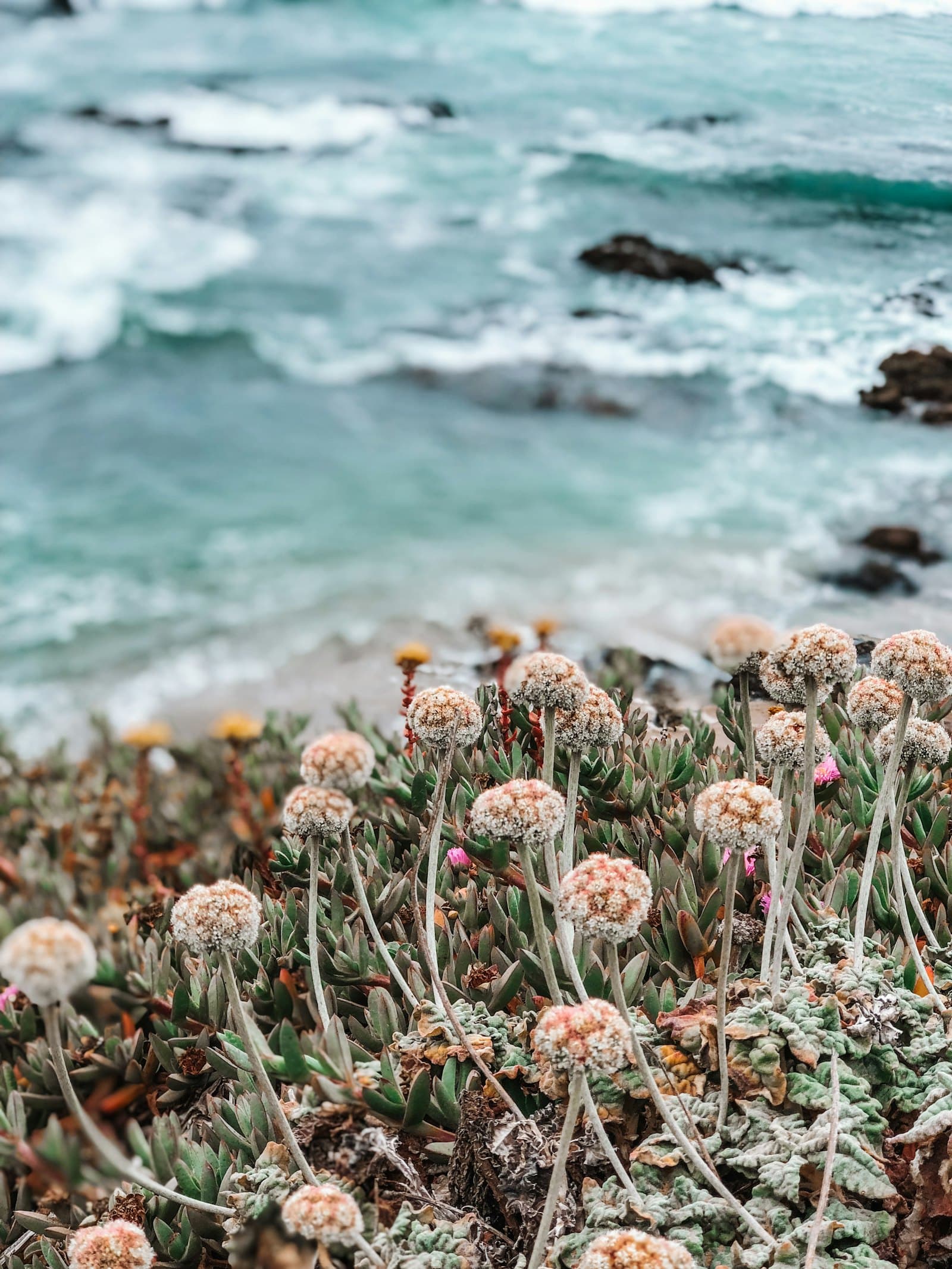 Pink flowers near a body of water during daytime